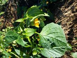 Physalis philadelphica Lam. resmi