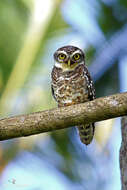 Image of Spotted Owlet