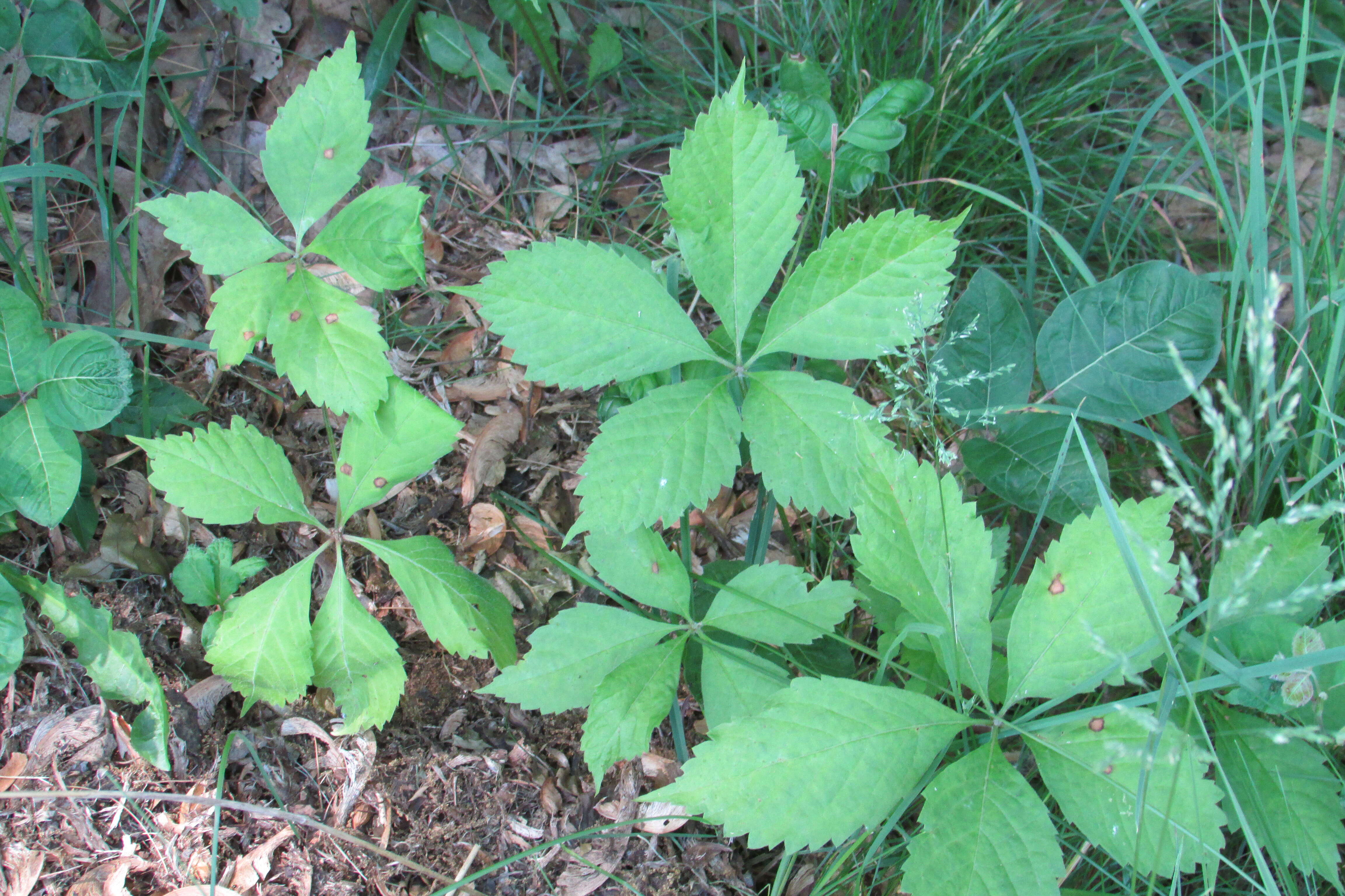 Image de vigne vierge vraie