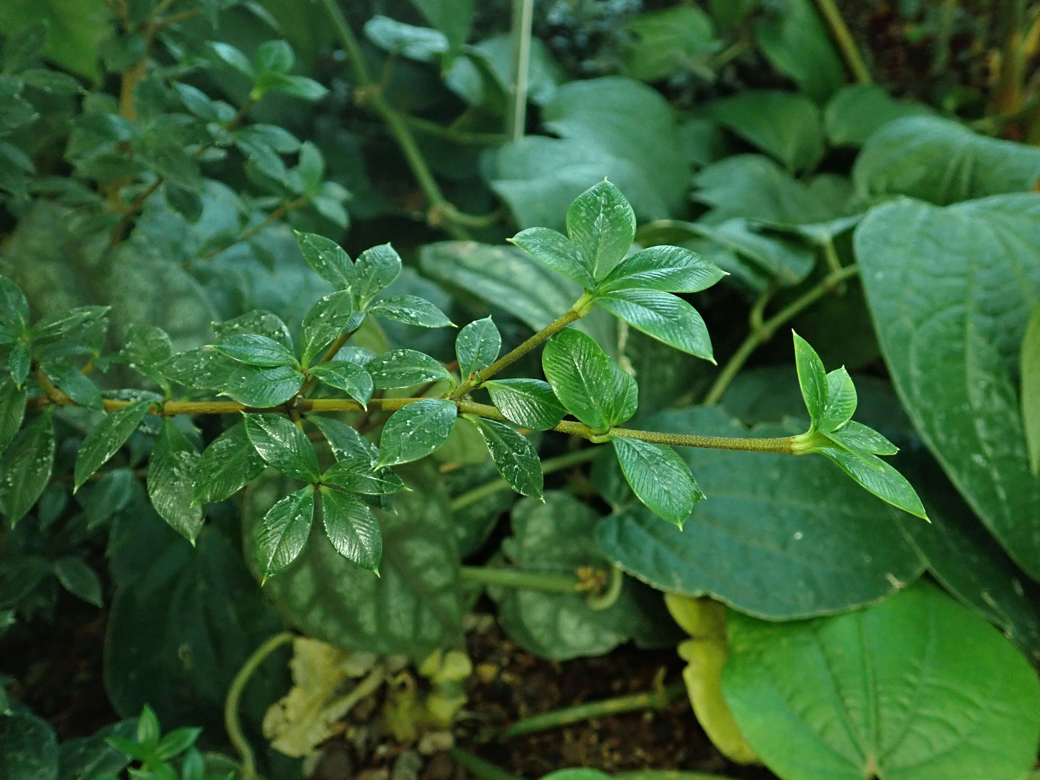 Image of Alyxia ruscifolia R. Br.