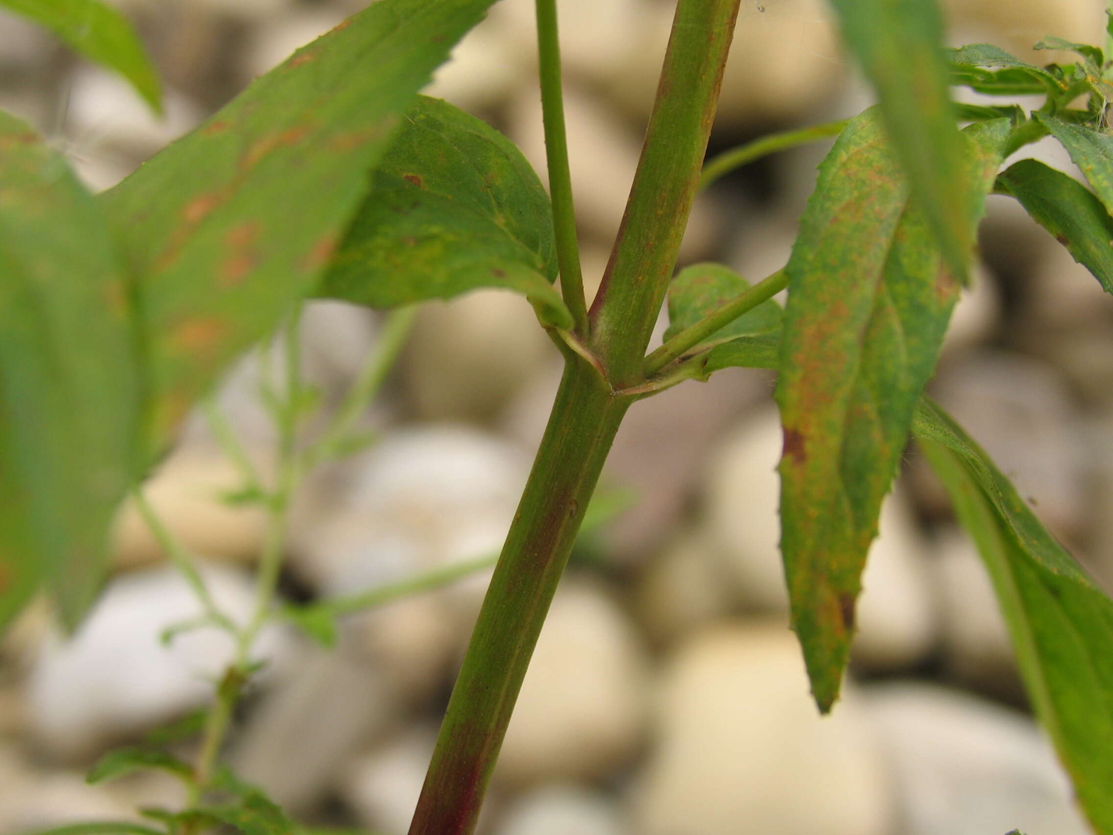 Image of american willowherb