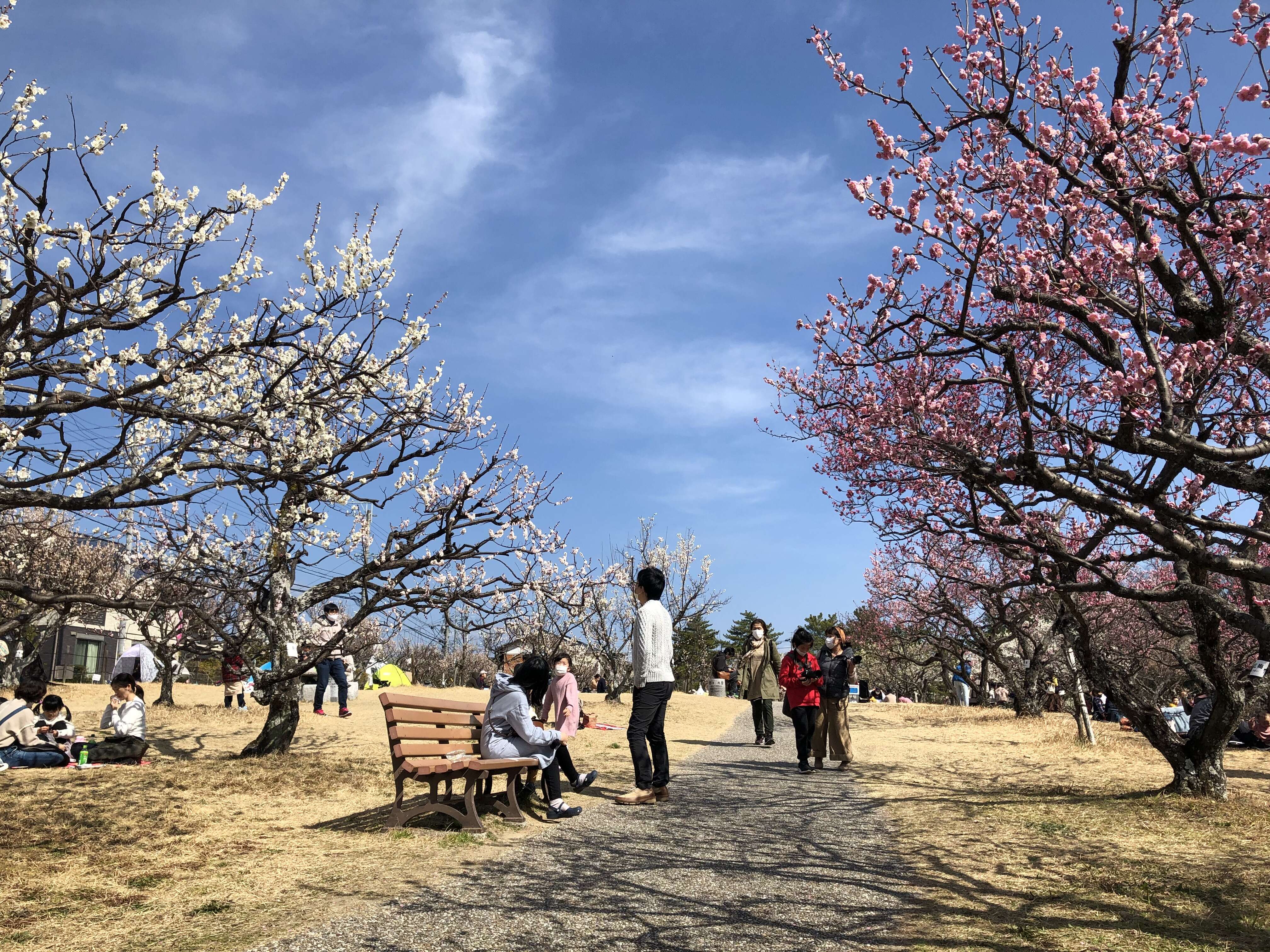 Image of Chinese plum