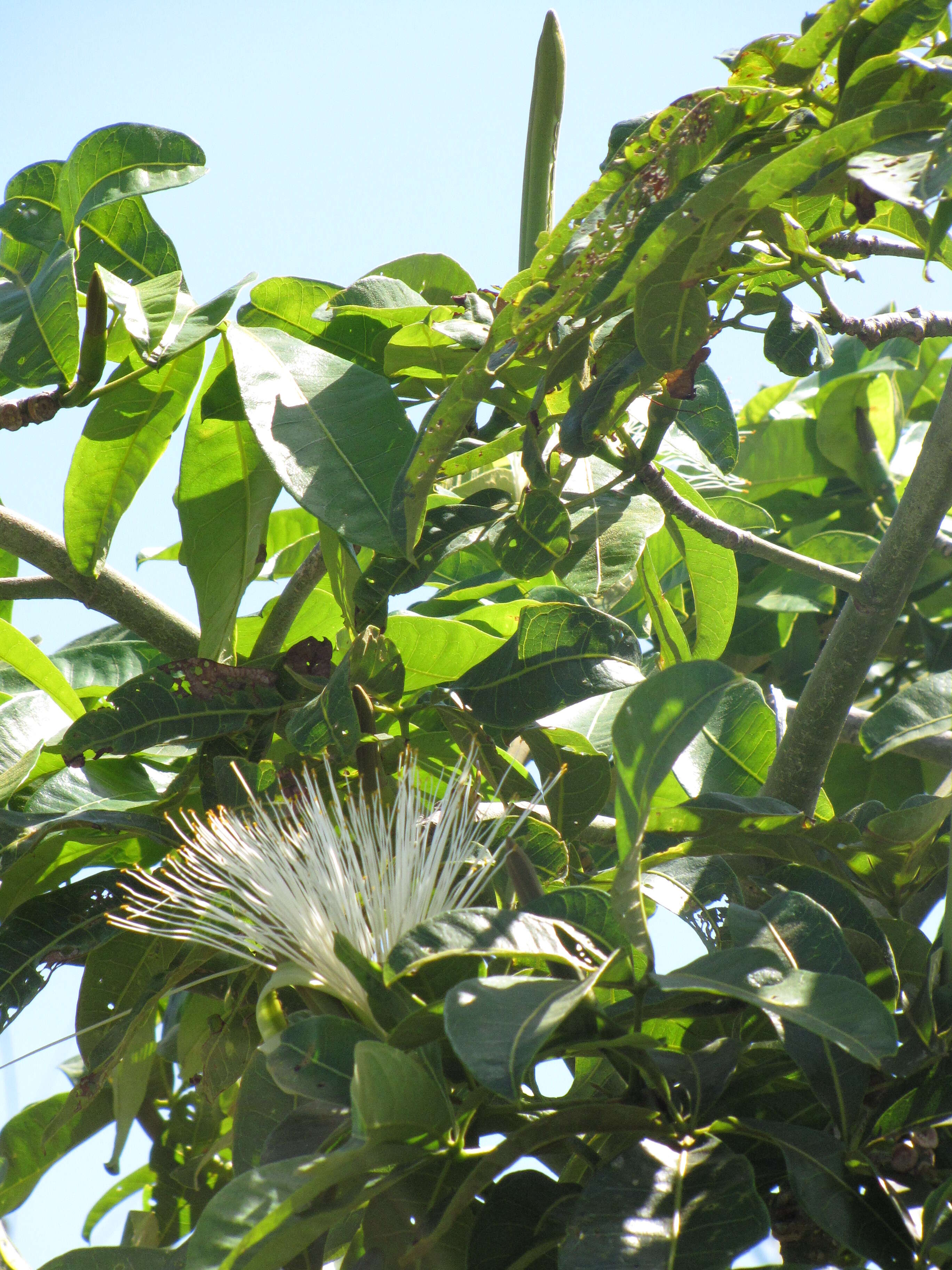 Image of Guiana-chestnut