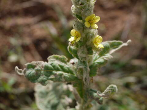 Image of Great Mullein