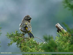 Image of White-winged Grosbeak