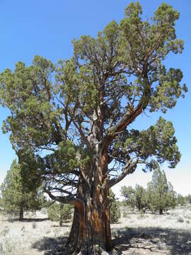 Image of Western Juniper