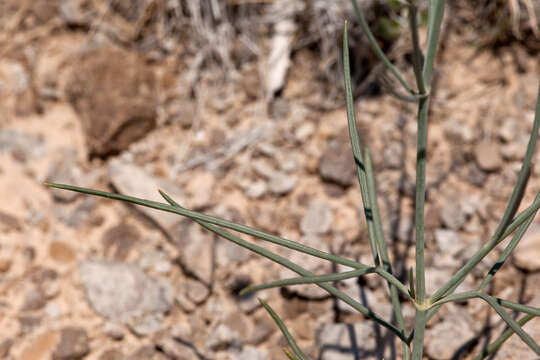 Image of Hopi tea greenthread