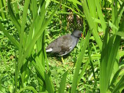 Image of Common Moorhen