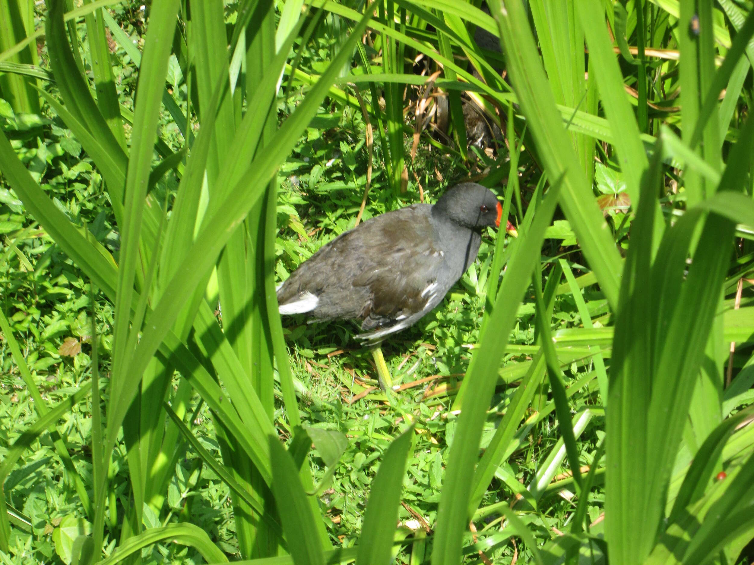 Image of Common Moorhen