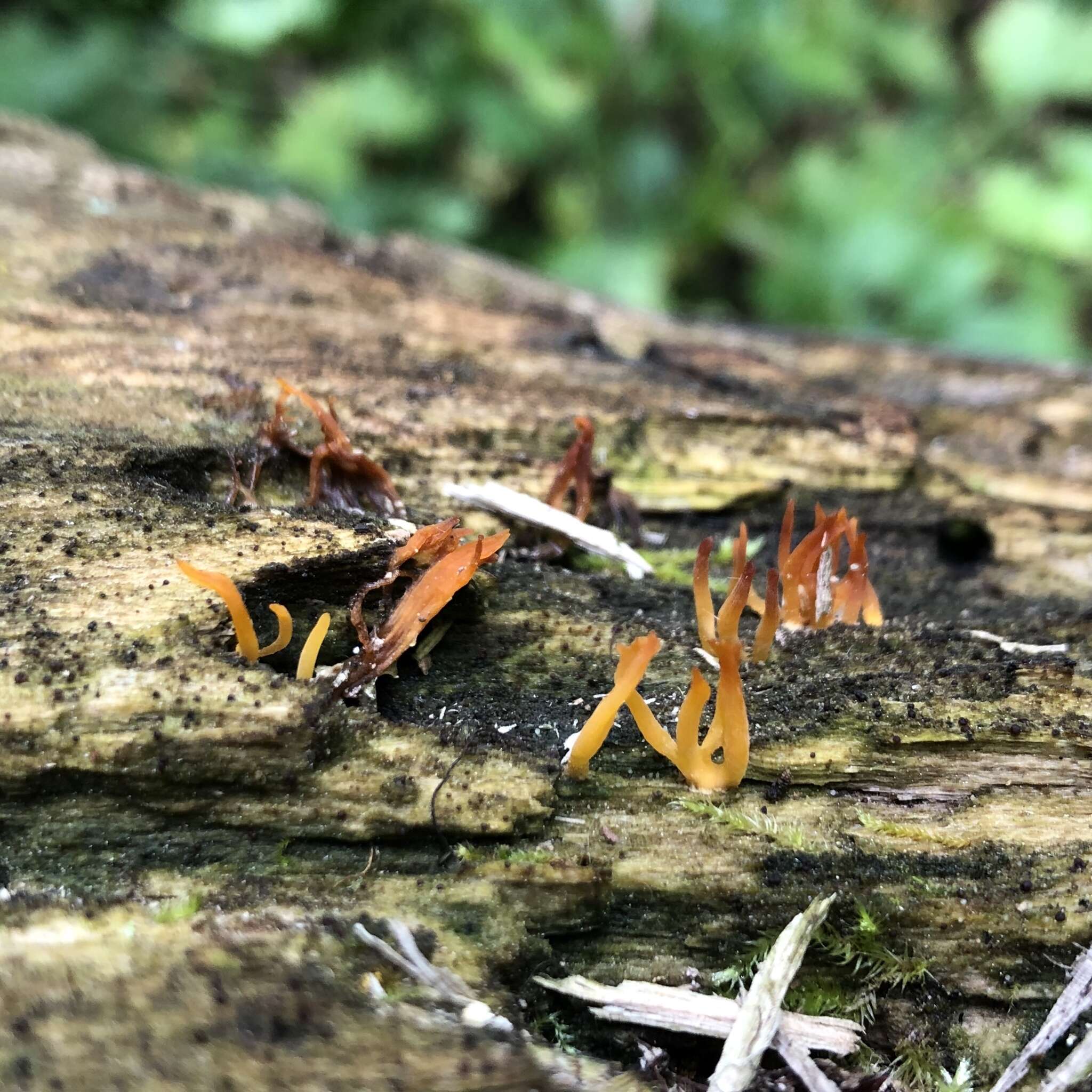 Image of Calocera cornea (Batsch) Fr. 1827