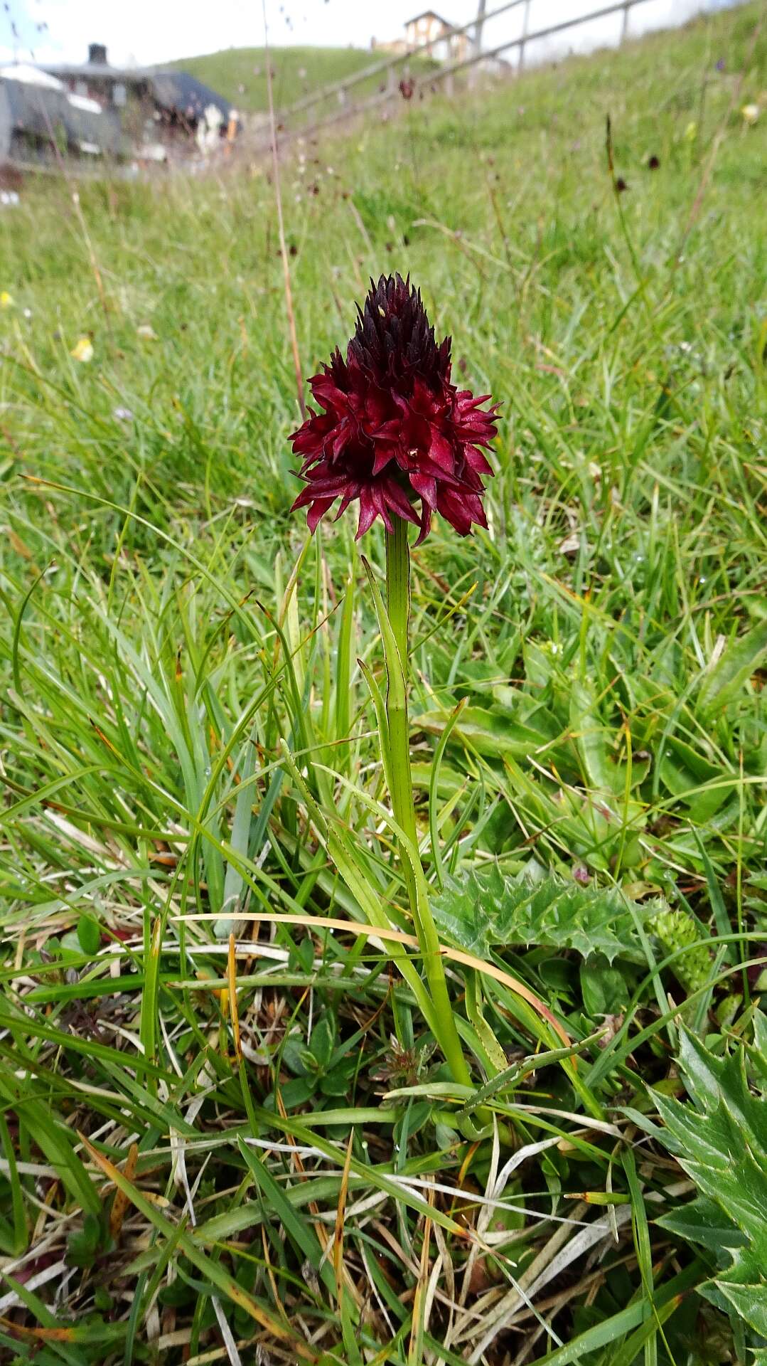 صورة Gymnadenia rhellicani (Teppner & E. Klein) Teppner & E. Klein