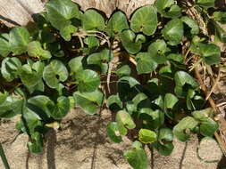 Plancia ëd Calystegia soldanella (L.) R. Br.