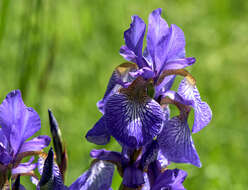 Image of German Iris