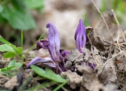 Image of Lathraea clandestina L.