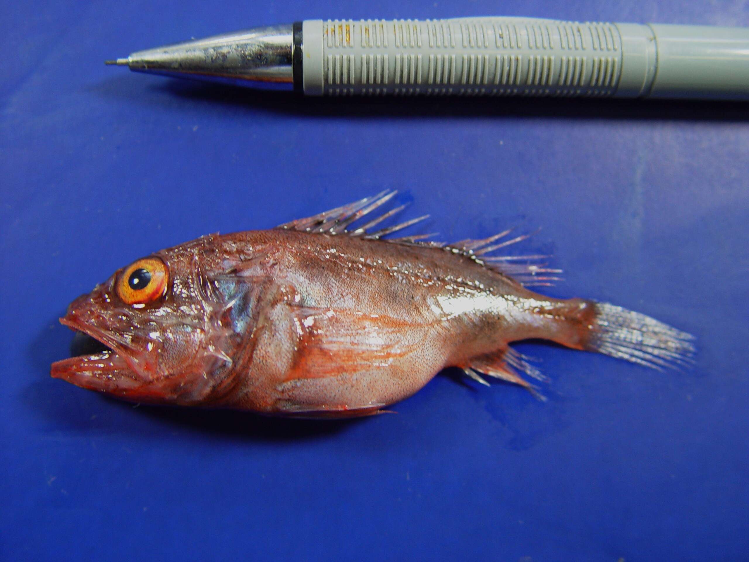 Image of deep-sea bristly scorpionfishes