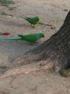 Image of Ring-necked Parakeet