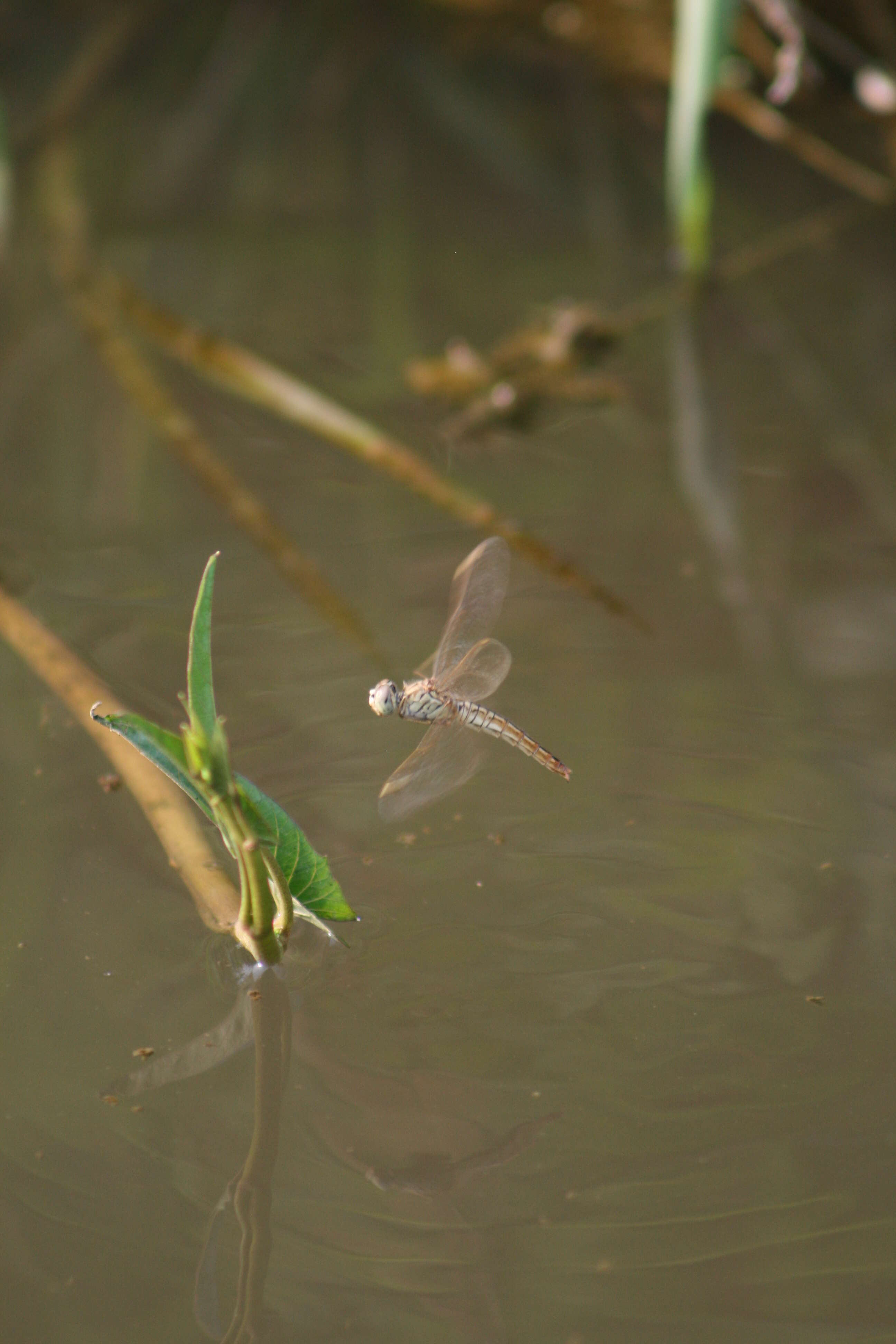 Image of Ditch Jewel