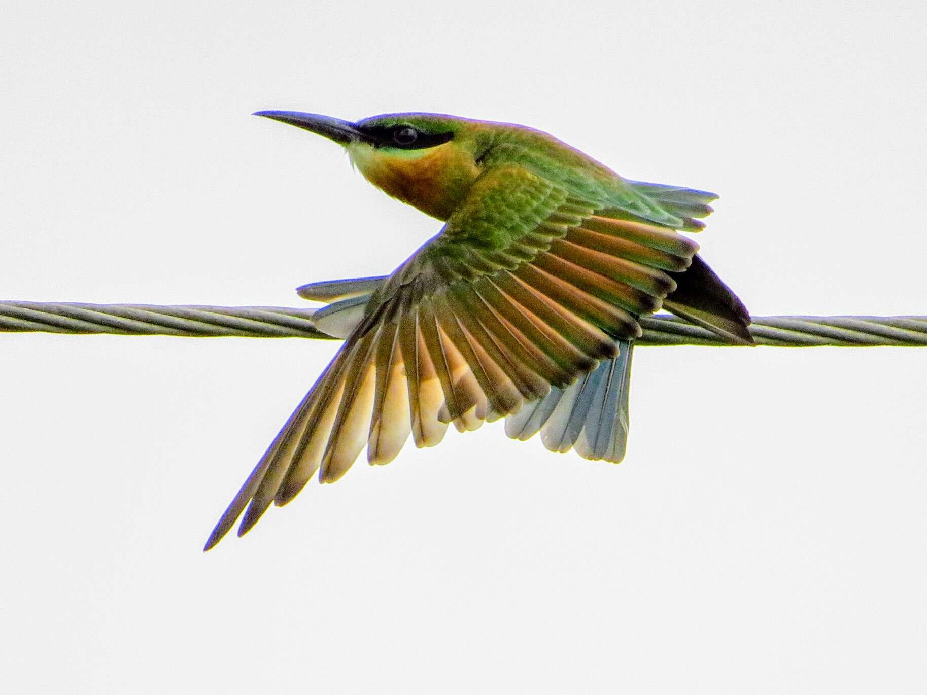 Image of Blue-tailed Bee-eater