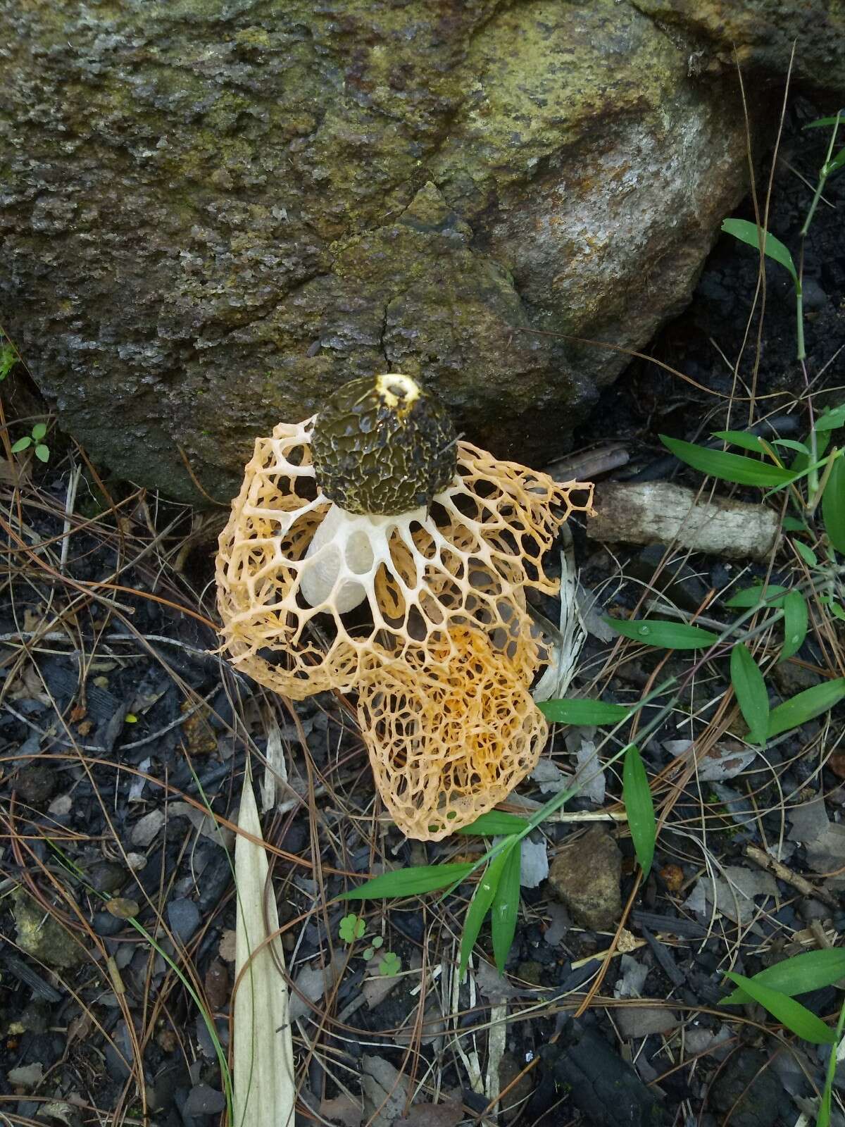 Image of Phallus cinnabarinus (W. S. Lee) Kreisel 1996