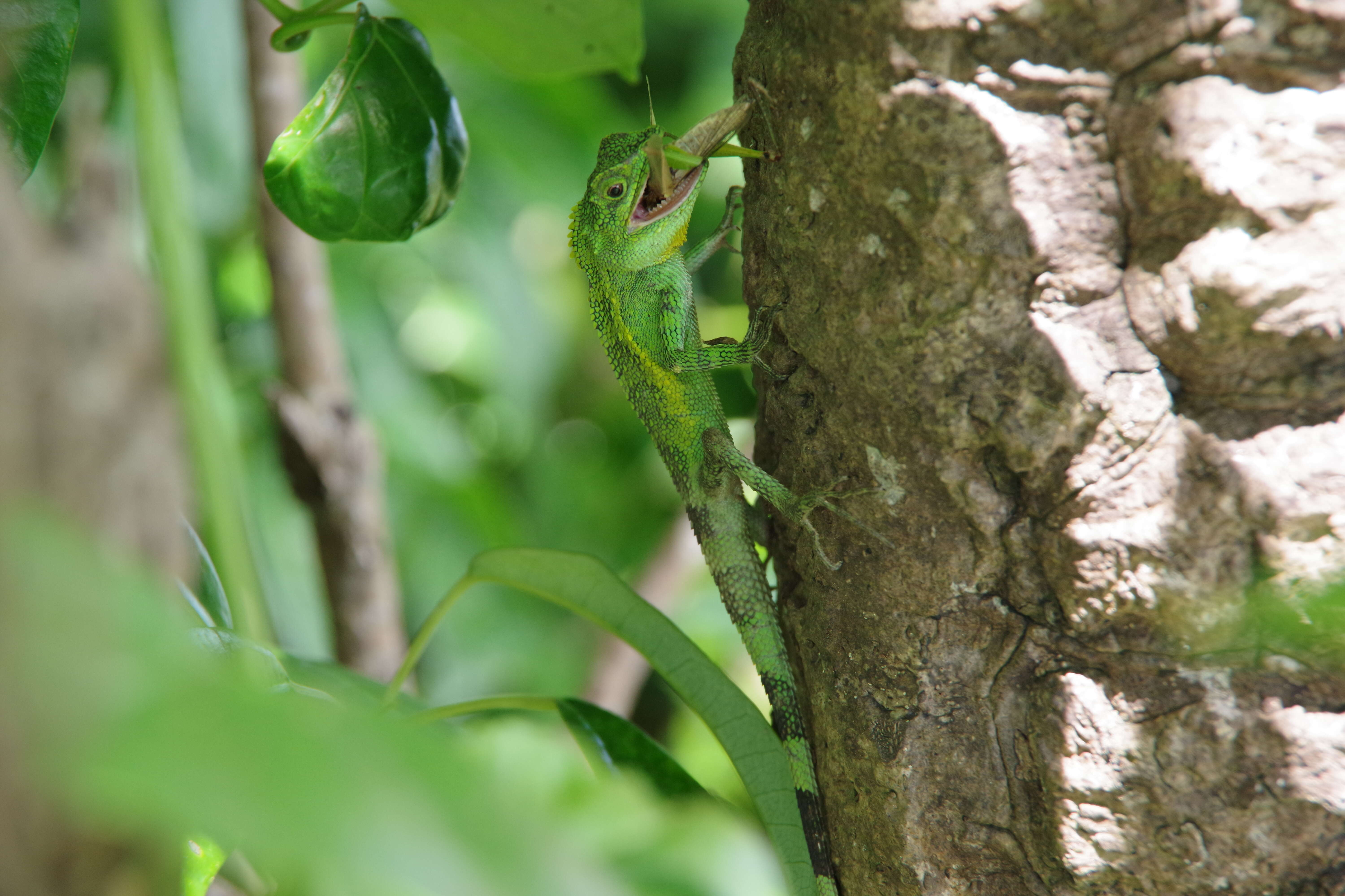 Image of Okinawa Tree Lizard