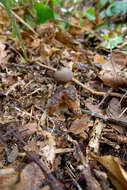 Imagem de Geastrum fornicatum (Huds.) Hook. 1821