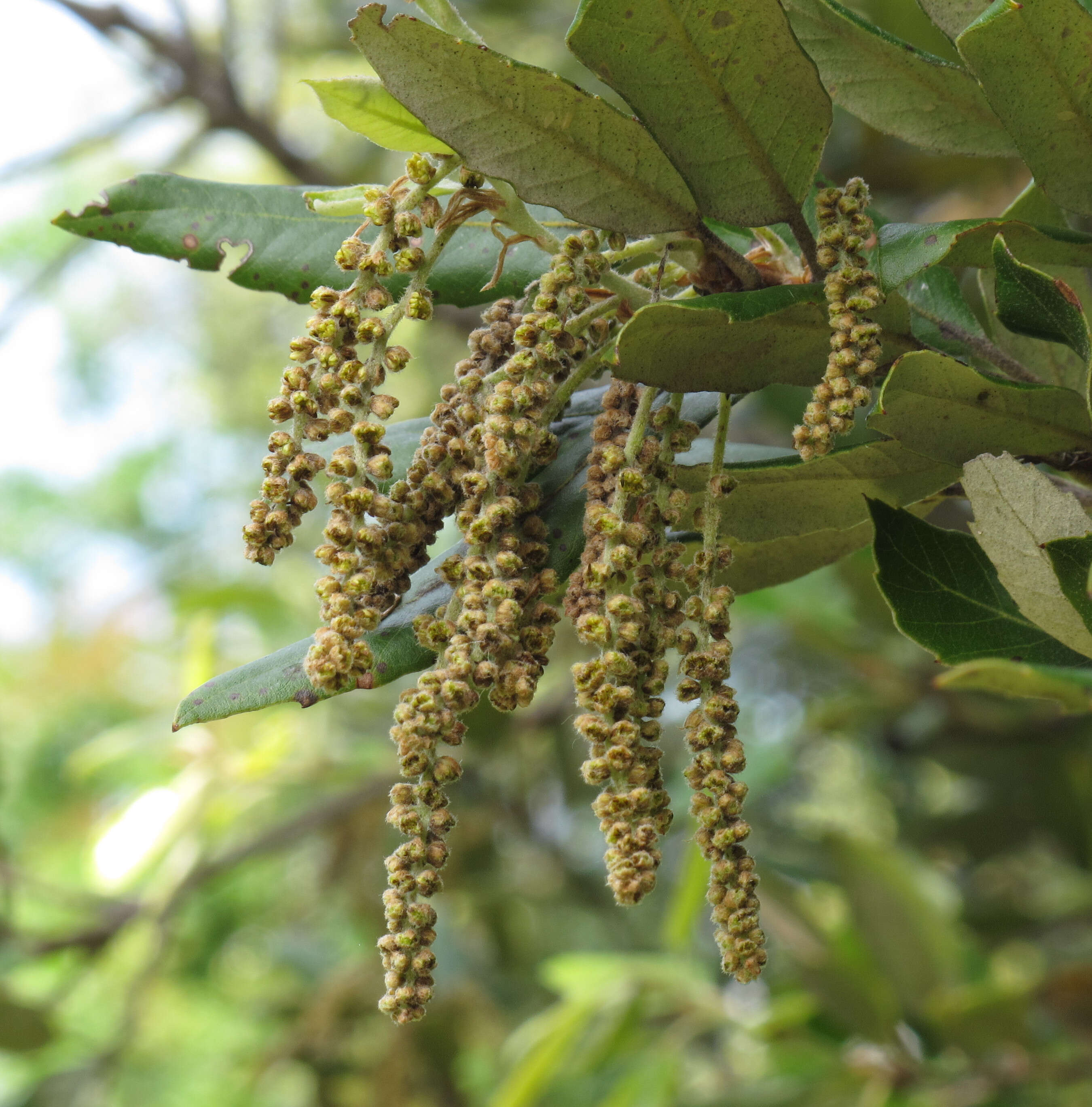 Image of Holm Oak