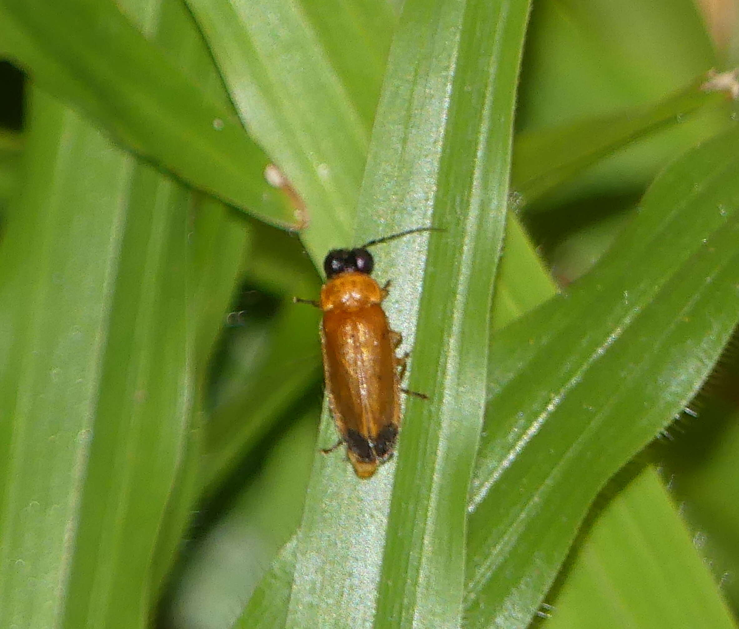 Image of fireflies