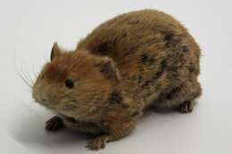 Image of Black-lipped Pika