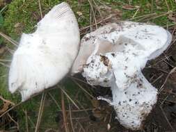 Image of Amanita mairei Foley 1949