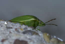 Image of Red-shouldered Stink Bug