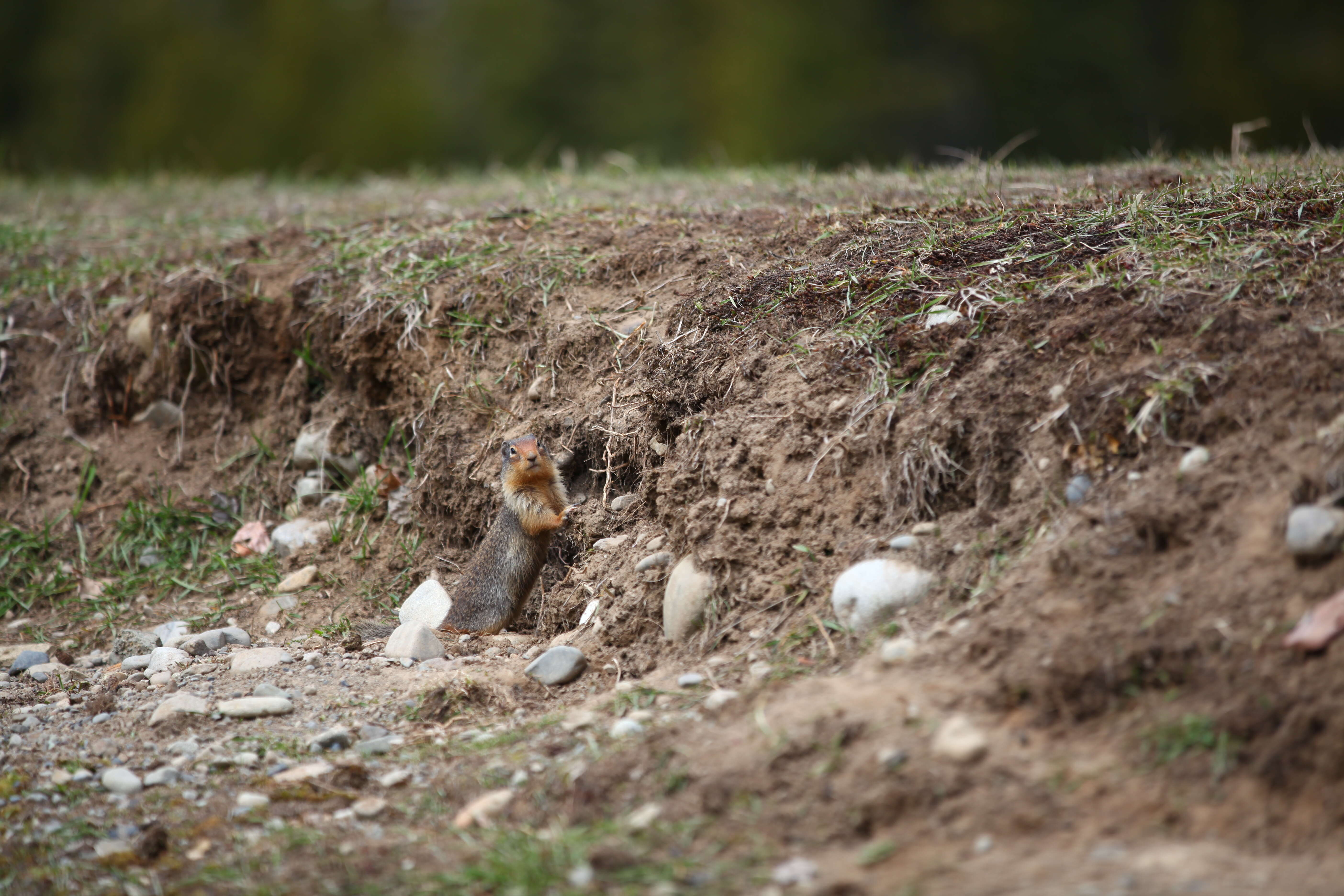 Image of Columbian ground squirrel