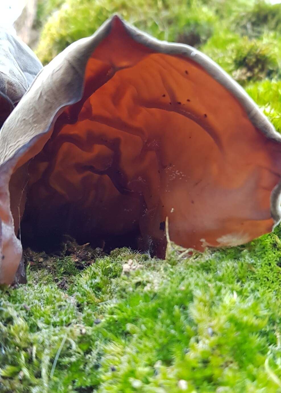 Image of ear fungus