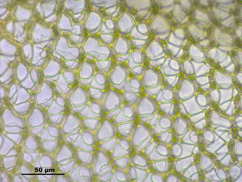 Image of papillose sphagnum