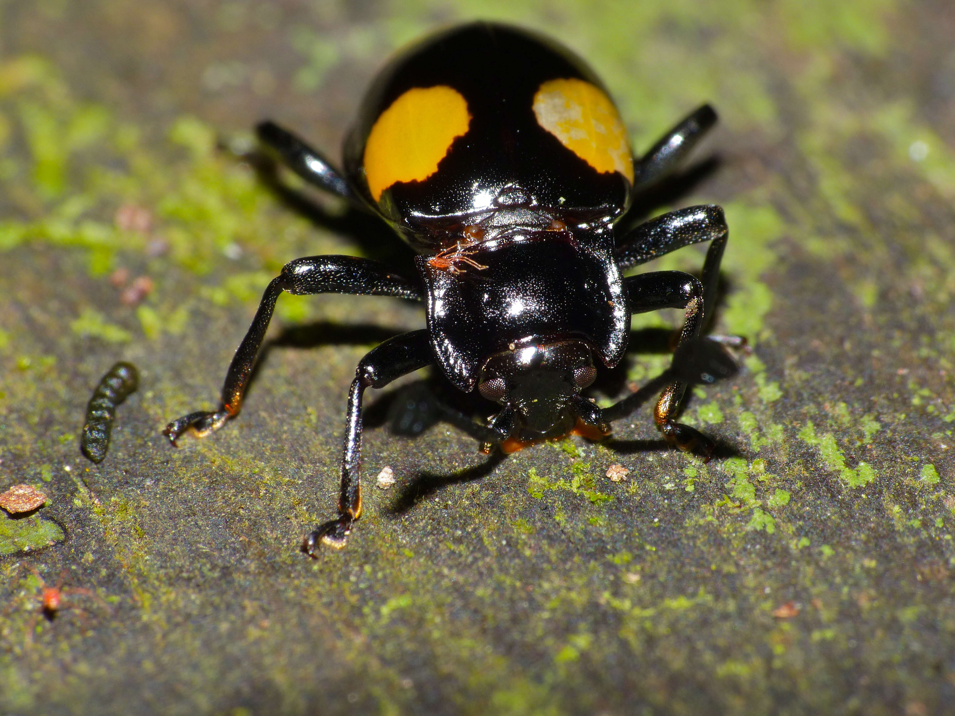 Image of Eumorphus quadriguttatus (Illiger 1800)