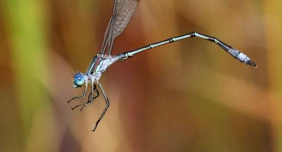 Image of Lyre-tipped Spreadwing