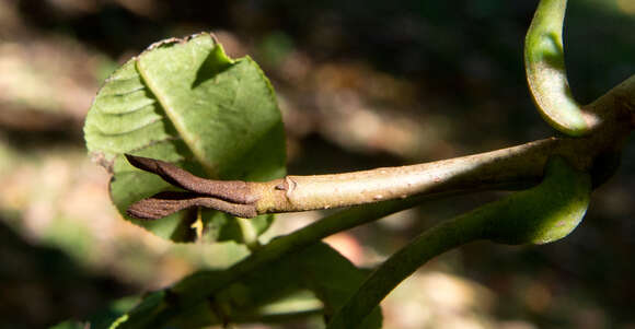 Pterocarya hupehensis Skan resmi