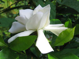 Image de Gardenia gummifera L. fil.