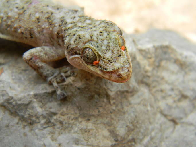 Image of Phyllodactylus tuberculosus Wiegmann 1834