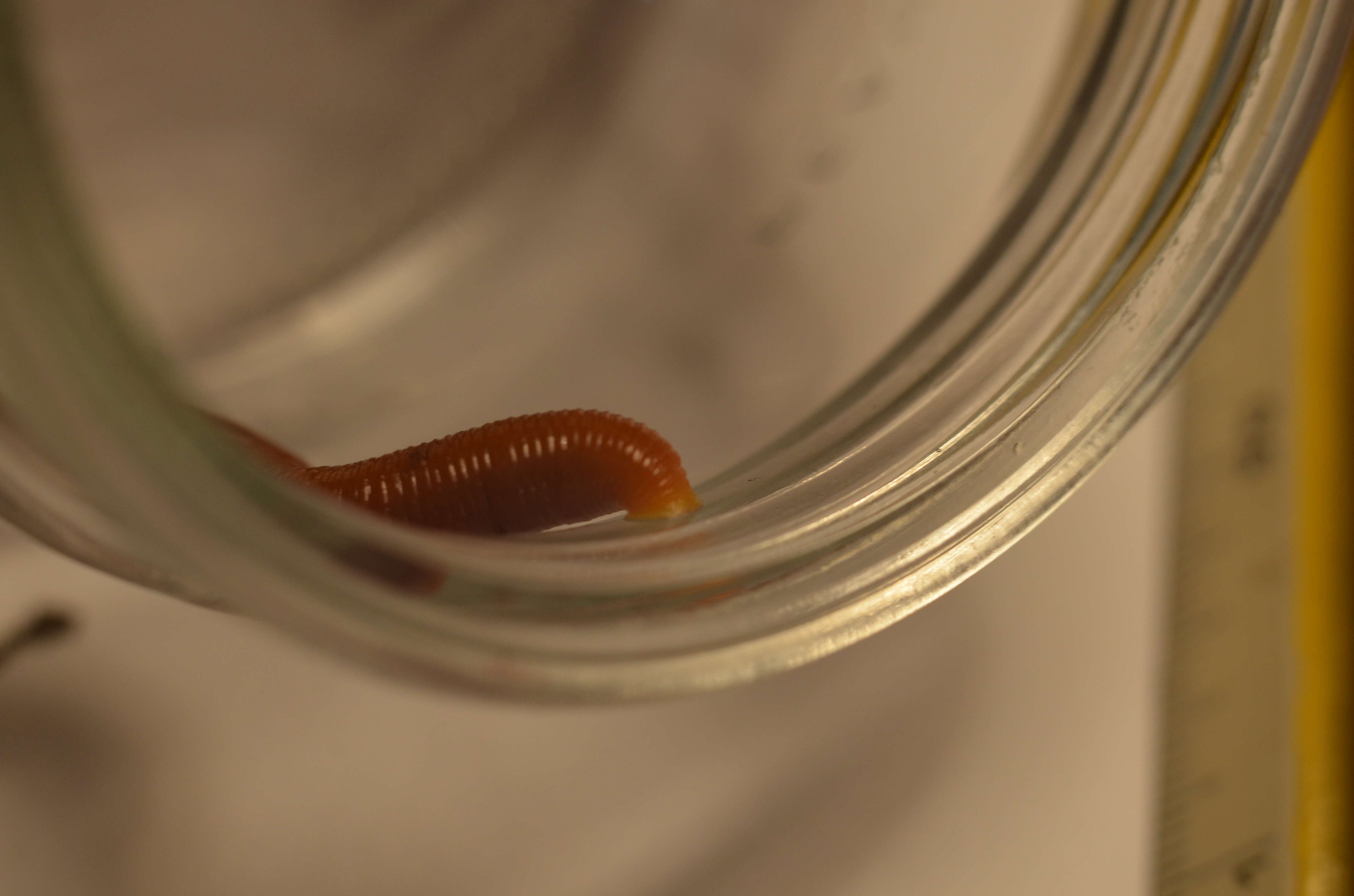 Image of leeches