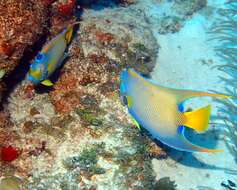 Image of Angelfish