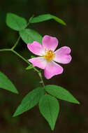 Image of climbing rose