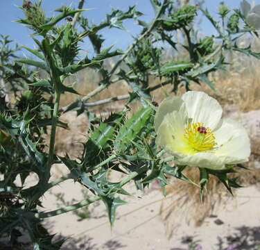 Imagem de Argemone ochroleuca Sweet