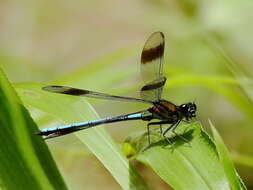 Image of Diphlebia hybridoides Tillyard 1912