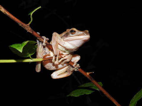 Image of Himalayan Tree Frog