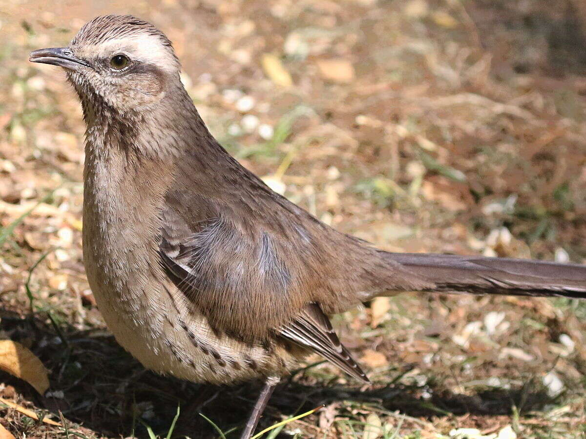 Image of Chilean Mockingbird