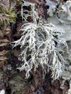 Image of farinose cartilage lichen