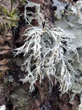 Imagem de Ramalina farinacea (L.) Ach.