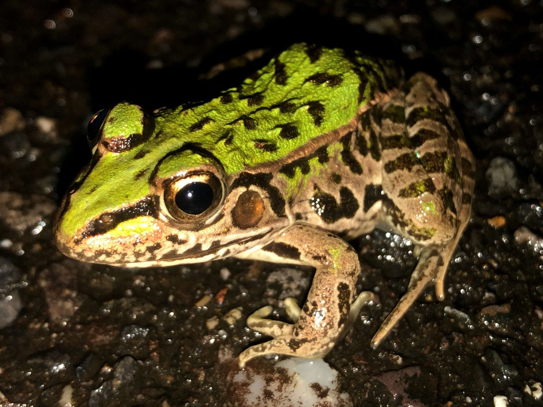 Image de Pelophylax porosus (Cope 1868)