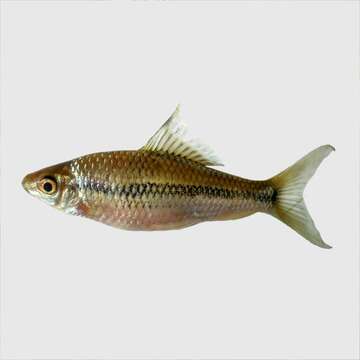 Image of Bonylip barb