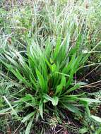 Image of Ribwort Plantain